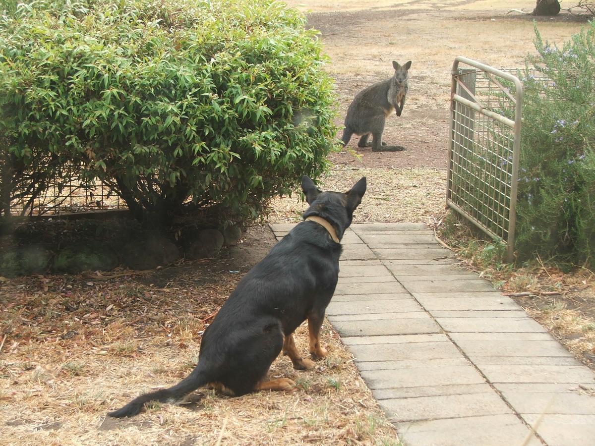 Grampians Historic Homestead B&B Moutajup Esterno foto